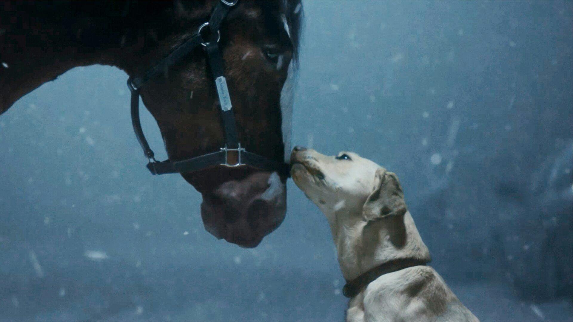 Dog licking horse in Budweiser Super Bowl ad