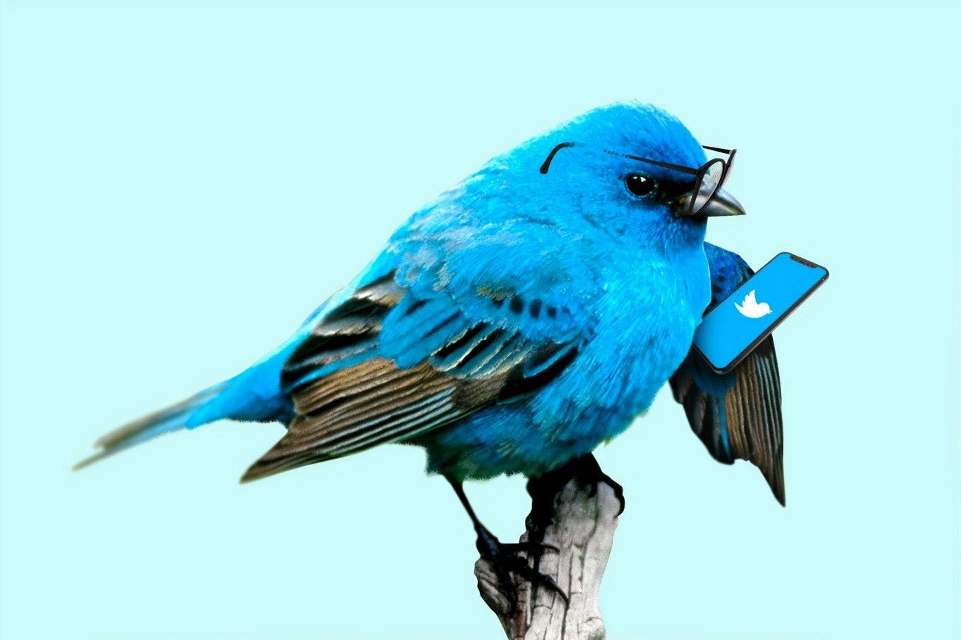 Blue bird reading mobile phone with Twitter logo
