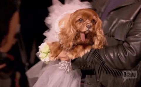 dog in a wedding dress